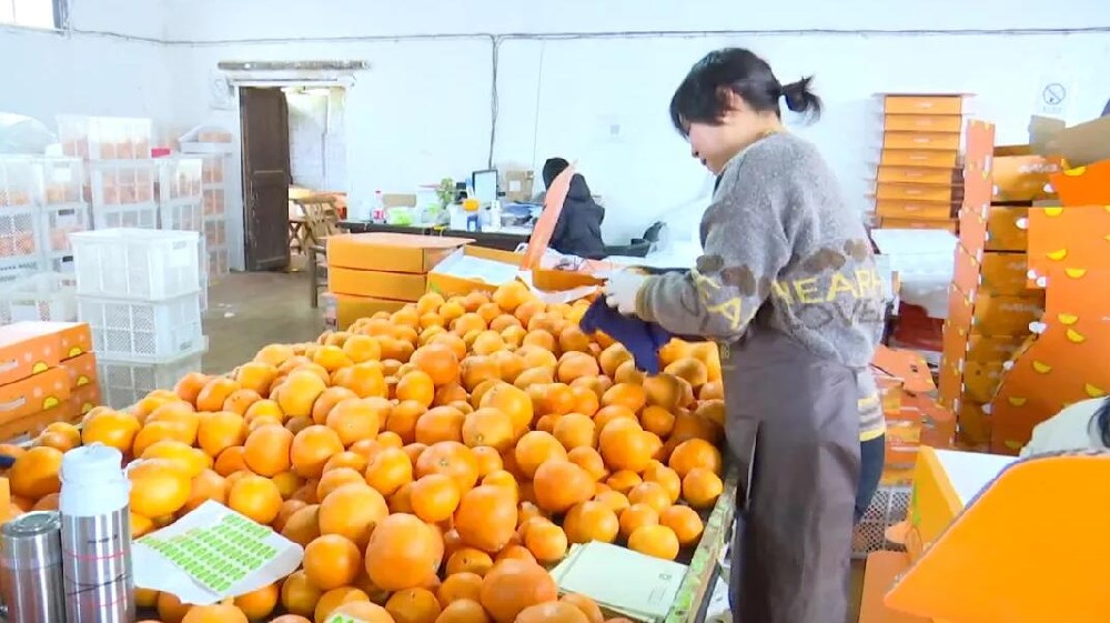 水果分選，提高效益！浙江溫嶺建成首條水果無損檢測分級流水線 眼下正是柑橘名果“紅美人”大批量上市期。這幾日，東浦農(nóng)業(yè)開發(fā)有限公司東浦現(xiàn)代農(nóng)業(yè)產(chǎn)品中心正在調(diào)試我市首條水果無損檢測分級流水線。該流水線不僅能區(qū)分果實大小、輕重，還能通過激光、紅外光譜，分辨出果實有無擦傷等瑕疵
