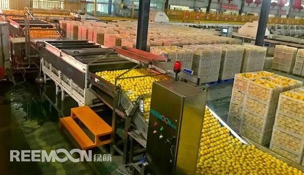 新一季的檸檬于九月中旬上市，采摘季將持續(xù)到十二月底結(jié)束。今年檸檬的品質(zhì)比往年更好，但產(chǎn)量較降低了近40%。王國龍是重慶匯達檸檬科技集團有限公司的銷售經(jīng)理，他首先介紹了產(chǎn)地方面的情況，“一方面，受低溫霜凍和春旱天氣影響，部分果樹被凍。另一方面，疫情之下，一些基地的管理水平跟不上，這也導致本季產(chǎn)量有所降低。