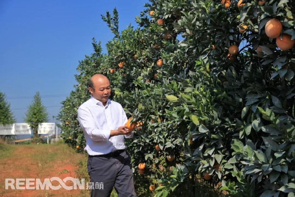 江西綠萌科技控股有限公司董事長朱壹我是第3次造訪綠萌位于江西省信豐縣大阿鎮(zhèn)的現(xiàn)代農(nóng)業(yè)科技示范基地。與前幾次來的時間不同，這趟過來恰逢果實成熟期。我們品嘗了幾個品種，口感都非常好。尤其是我最愛的“雞尾葡萄柚”，糖度普遍在13%以上，風味令人記憶深刻。“現(xiàn)在除了臍橙和‘雞尾葡萄柚’，還有其他適合的品種