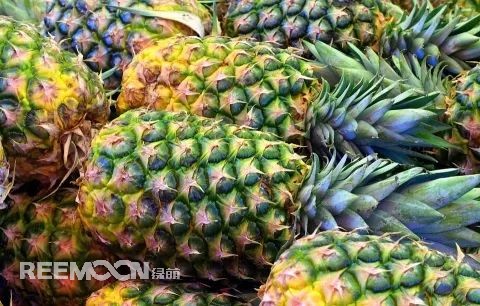 即將到來的3-5月是菠蘿大量成熟的季節(jié)，但是本月中旬已有幾十家采購商應(yīng)邀前往徐聞考察，帶動起一波菠蘿采購潮。2月12日，徐聞縣向全球采購商發(fā)出《來自“菠蘿的海”的信》引發(fā)熱烈反響。十多家境內(nèi)外媒體紛紛轉(zhuǎn)發(fā)點贊，不少外地采購商“搶鮮”登門。短短3天時間，已經(jīng)有來自遼寧、山東、山西、陜西、四川、河南、上海等地的