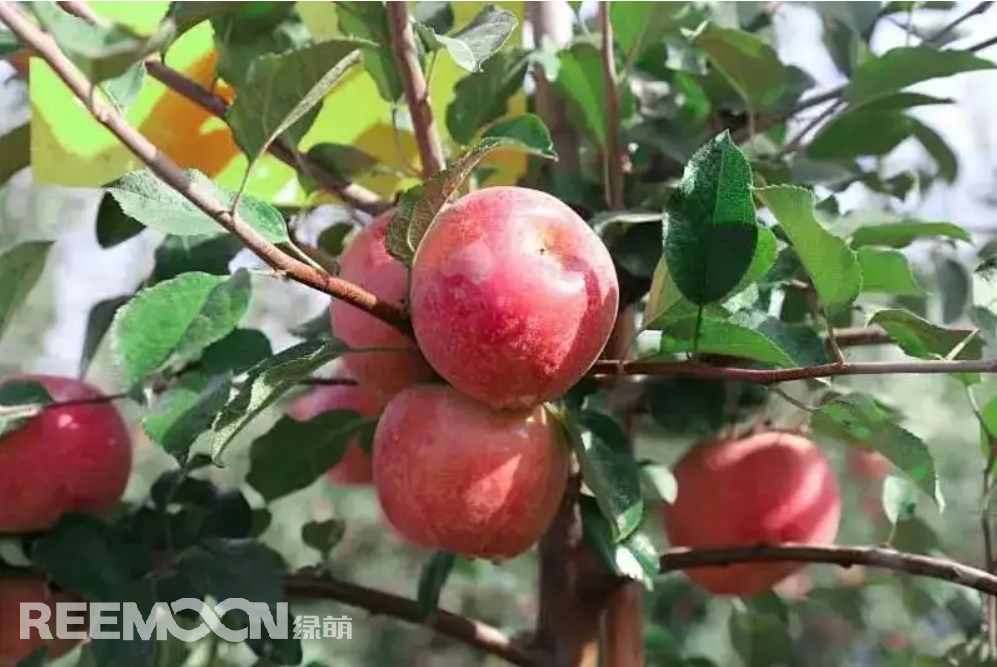 全國蘋果種植面積持續增加，蘋果產量不斷提高，但還是有很多人發出蘋果都會有“沒有以前的好吃”的疑惑。消費者的口味在發生變化，對蘋果口感的追求也越來越高。蘋果產業也面臨著一場變革。如何在這場沒有硝煙的戰場上殺出重圍，江蘇斯味特果業給出了一個很好的選項。斯味特果業種植的萬畝蘋果是從新西蘭引進的富士系列新品