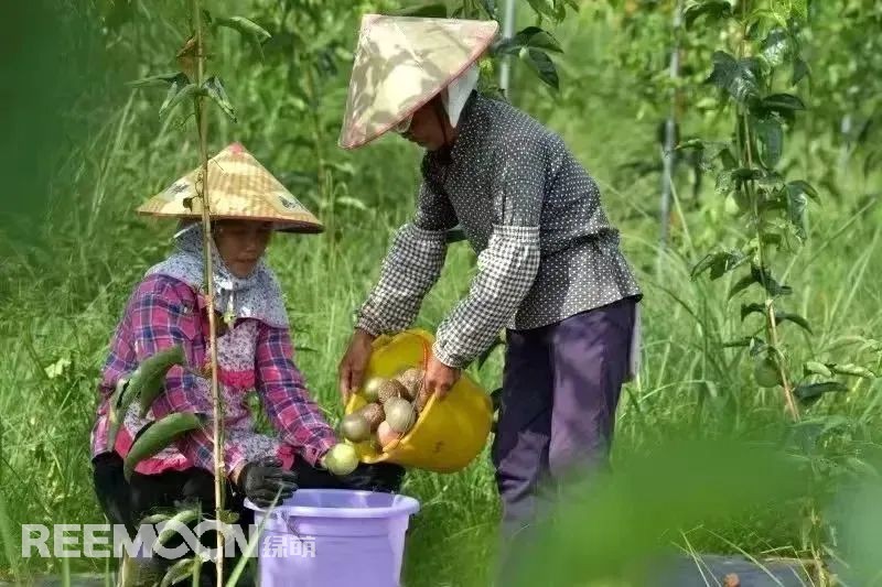 從2014年的2000畝到2022年的6.1萬畝，貴州省從江縣百香果種植面積逐步擴大，已成為了縣主導產業，也成為了群眾致富的“金果果”。走進從江縣農特產品集散中心大數據服務中心，從跳動的百香果數據屏可以看出，從江百香果的最高批發價已經達到19元/斤，而全國最高批發價則在15.6元/斤。想要果品在市場中取得消費者的喜愛和認可