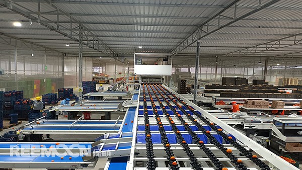 秋意漸濃, 橘香四溢。秘魯最大的冷庫制造商Friopacking投資新建的加工廠里熱鬧不凡，綠萌Fruscan S7柑橘分選設備正火力全開。據悉，Friopacking投資的公司Packing del Carmen主要加工柑橘和牛油果。與綠萌的結緣也是得益于南非與智利客戶的大力推薦。在經過與多家分選設備生產商比對以及與綠萌工程師溝通后，Packing del Ca