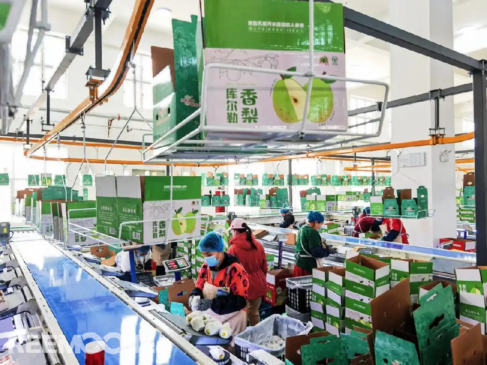 每個香梨都被放在專屬的小托盤里，從傳送帶上“走”到電腦稱重的“過道”里，被分為180克以上、160克至180克、140克至160克、120克至140克、100克至120克等各個規格，分為不同級別后，一個個香梨“躺”著被電腦指令輸送到不同的級別通道中，順著傳送帶就送到了包裝工人的手邊，他們再一個個套上保鮮紙和發泡網，頭頂上傳送的